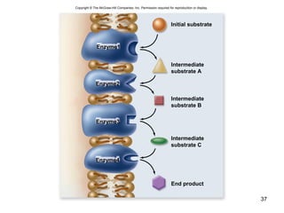 37
Copyright © The McGraw-Hill Companies, Inc. Permission required for reproduction or display.
Initial substrate
Intermediate
substrate A
Intermediate
substrate B
Intermediate
substrate C
End product
Enzyme1
Enzyme2
Enzyme3
Enzyme4
 