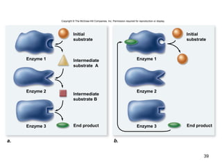 39
Copyright © The McGraw-Hill Companies, Inc. Permission required for reproduction or display.
a. b.
Enzyme 1
Enzyme 2
Enzyme 3
Enzyme 1
Enzyme 2
Enzyme 3End product End product
Initial
substrate
Intermediate
substrate A
Intermediate
substrate B
Initial
substrate
 