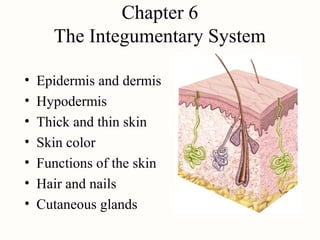 Chapter 6
      The Integumentary System

•   Epidermis and dermis
•   Hypodermis
•   Thick and thin skin
•   Skin color
•   Functions of the skin
•   Hair and nails
•   Cutaneous glands
 