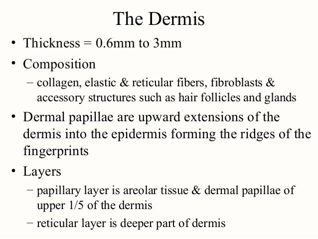 composition of dermis Hanania A Rola