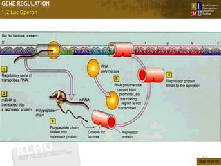 GENE REGULATION
1.2 Lac Operon




                    11
                  Slide 11 of 10
 