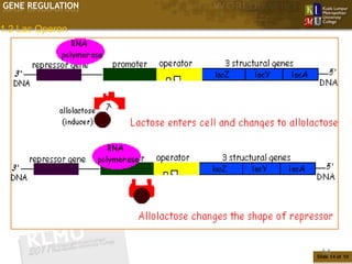 GENE REGULATION

1.2 Lac Operon




                   14
                  Slide 14 of 10
 