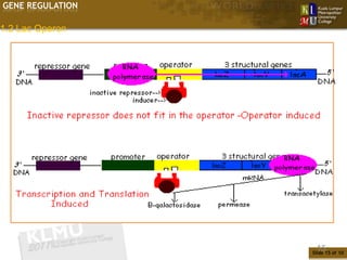 GENE REGULATION

1.2 Lac Operon




                   15
                  Slide 15 of 10
 