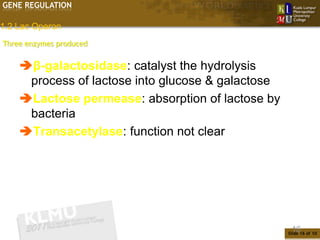 GENE REGULATION

1.2 Lac Operon
Three enzymes produced


    β-galactosidase: catalyst the hydrolysis
     process of lactose into glucose & galactose
    Lactose permease: absorption of lactose by
     bacteria
    Transacetylase: function not clear




                                                    16
                                                   Slide 16 of 10
 
