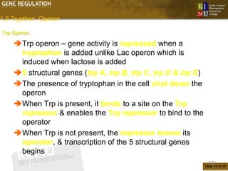 GENE REGULATION

1.3 Trypthon Operon

Trp Operon

    Trp operon – gene activity is repressed when a
     tryptophan is added unlike Lac operon which is
     induced when lactose is added
    5 structural genes (trp A, trp B, trp C, trp D & trp E)
    The presence of tryptophan in the cell shut down the
     operon
    When Trp is present, it binds to a site on the Trp
     repressor & enables the Trp repressor to bind to the
     operator
    When Trp is not present, the repressor leaves its
     operator, & transcription of the 5 structural genes
     begins
                                                                19
                                                               Slide 19 of 10
 