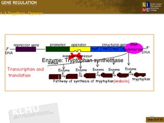 GENE REGULATION

1.3 Trypthon Operon




                  Enzyme: Tryptophan synthethase




                                                    22
                                                   Slide 22 of 10
 