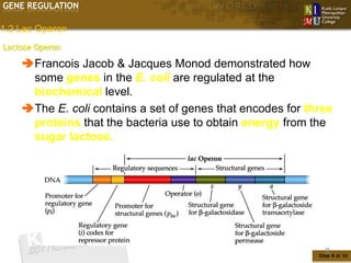 GENE REGULATION

1.2 Lac Operon
Lactose Operon

    Francois Jacob & Jacques Monod demonstrated how
     some genes in the E. coli are regulated at the
     biochemical level.
    The E. coli contains a set of genes that encodes for three
     proteins that the bacteria use to obtain energy from the
     sugar lactose.




                                                              8
                                                            Slide 8 of 10
 