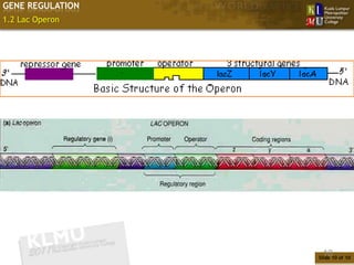 GENE REGULATION
1.2 Lac Operon




                   10
                  Slide 10 of 10
 