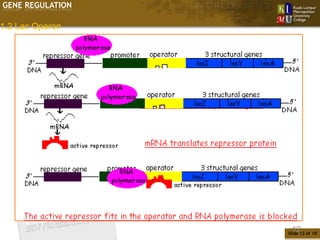 GENE REGULATION

1.2 Lac Operon




                   12
                  Slide 12 of 10
 