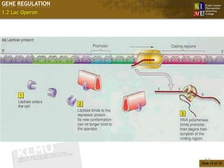GENE REGULATION
1.2 Lac Operon




                   13
                  Slide 13 of 10
 