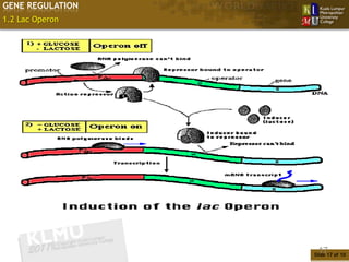 GENE REGULATION
1.2 Lac Operon




                   17
                  Slide 17 of 10
 
