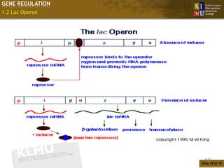 GENE REGULATION
1.2 Lac Operon




                   18
                  Slide 18 of 10
 