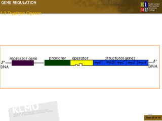 GENE REGULATION

1.3 Trypthon Operon




                       20
                      Slide 20 of 10
 