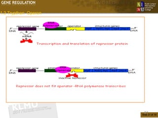 GENE REGULATION

1.3 Trypthon Operon




                       21
                      Slide 21 of 10
 