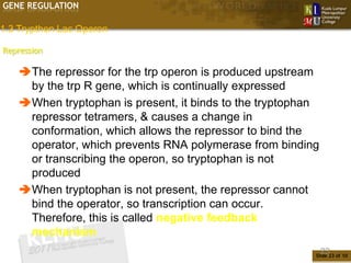GENE REGULATION

1.3 Trypthon Lac Operon

Repression

    The repressor for the trp operon is produced upstream
     by the trp R gene, which is continually expressed
    When tryptophan is present, it binds to the tryptophan
     repressor tetramers, & causes a change in
     conformation, which allows the repressor to bind the
     operator, which prevents RNA polymerase from binding
     or transcribing the operon, so tryptophan is not
     produced
    When tryptophan is not present, the repressor cannot
     bind the operator, so transcription can occur.
     Therefore, this is called negative feedback
     mechanism
                                                              23
                                                          Slide 23 of 10
 