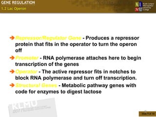 GENE REGULATION
1.2 Lac Operon




    Repressor/Regulator Gene - Produces a repressor
     protein that fits in the operator to turn the operon
     off
    Promoter - RNA polymerase attaches here to begin
     transcription of the genes
    Operator - The active repressor fits in notches to
     block RNA polymerase and turn off transcription.
    Structural Genes - Metabolic pathway genes with
     code for enzymes to digest lactose


                                                              9
                                                            Slide 9 of 10
 