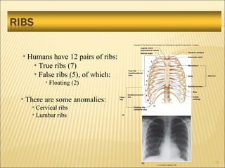 Chapt07 Holes Lecture Animation[1] | PPT