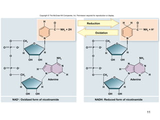 11
Copyright © The McGraw-Hill Companies, Inc. Permission required for reproduction or display.
H H
O
NH2 + 2H
CH2O
O
O
H
H
NH2
H
H
N
N
N
CH2O
O
O
H
H
NH2
O–
H
H
N
N
N
H H O
N
N
H H
H
C C
O P
O PO–
O P
O–
O P
N
N
OH
CH2
NADH: Reduced form of nicotinamide
O
O O
O
NAD+
: Oxidized form of nicotinamide
Reduction
Oxidation
Adenine Adenine
OH OH
OH OHOH
OHOH
NH2 + H+
CH2
O–
 