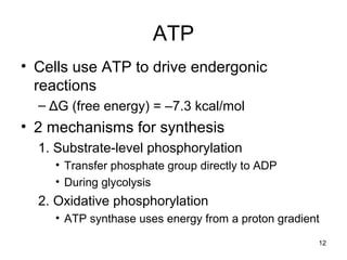 12
ATP
• Cells use ATP to drive endergonic
reactions
– ΔG (free energy) = –7.3 kcal/mol
• 2 mechanisms for synthesis
1. Substrate-level phosphorylation
• Transfer phosphate group directly to ADP
• During glycolysis
2. Oxidative phosphorylation
• ATP synthase uses energy from a proton gradient
 
