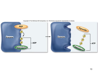 13
PEP
– ADP
Enzyme Enzyme
– ATP
Adenosine
Pyruvate
P
PP
P
P
Adenosine
P
Copyright © The McGraw-Hill Companies, Inc. Permission required for reproduction or display.
 