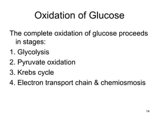 14
Oxidation of Glucose
The complete oxidation of glucose proceeds
in stages:
1. Glycolysis
2. Pyruvate oxidation
3. Krebs cycle
4. Electron transport chain & chemiosmosis
 