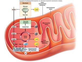 15
Outer
mitochondrial
membrane
Intermembrane
space
Mitochondrial
matrix
FAD O2
Inner
mitochondrial
membrane
Electron
Transport Chain
Chemiosmosis
ATP Synthase
NAD+
Glycolysis
Pyruvate
Glucose
Pyruvate
Oxidation
Acetyl-CoA
Krebs
Cycle
CO2
ATPH2O
ATP
e–
e–
NADH
NADH
CO2
ATP
NADH
FADH2
Copyright © The McGraw-Hill Companies, Inc. Permission required for reproduction or display.
H+
e–
 