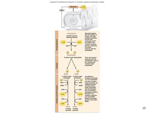 17
Copyright © The McGraw-Hill Companies, Inc. Permission required for reproduction or display.
Glycolysis
NADH
Pyruvate Oxidation
ATP
Electron Transport Chain
Chemiosmosis
Krebs
Cycle
6-carbon sugar diphosphate
NAD+
NAD+
PrimingReactionsCleavageOxidationandATPFormation
NADH NADH
P P
P P
ATP ATP
ADP ADP
3-carbon sugar
phosphate
3-carbon sugar
phosphate
PiPi
ADP ADP
ATP ATP
ATP
ADP ADP
ATP
3-carbon
pyruvate
3-carbon
pyruvate
6-carbon glucose
(Starting material)
Glycolysis begins
with the addition of
energy. Two high-
energy phosphates
(P) from two
molecules of ATP
are added to the
6-carbon molecule
glucose, producing
a 6-carbon
molecule with two
phosphates.
Then, the 6-carbon
molecule with two
phosphates is split in
two, forming two
3-carbon sugar
phosphates.
An additional
Inorganic phosphate
( Pi ) is incorporated
into each 3-carbon
sugar phosphate. An
oxidation reaction
converts the two
sugar phosphates
into intermediates
that can transfer a
phosphate to ADP to
form ATP. The
oxidation reactions
also yield NADH
giving a net energy
yield of 2 ATP and 2
NADH.
 