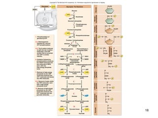 18
Copyright © The McGraw-Hill Companies, Inc. Permission required for reproduction or display.
NADH
NAD+
NADH
Pi
NAD+
Glucose
Hexokinase
Phosphofructokinase
Glucose 6-phosphate
Fructose 6-phosphate
Fructose 1,6-bisphosphate
Isomerase
Aldolase
Pyruvate Pyruvate
Enolase
Pyruvate kinase
ADP
10
Glucose
Glyceraldehyde
3-phosphate
Pyruvate
Glycolysis: The ReactionsGlycolysis
NADH
Pyruvate Oxidation
H2O
ATP
ADP
Electron Transport Chain
Chemiosmosis
Krebs
Cycle
ATP
ATP
Phosphoglucose
isomerase
Glyceraldehyde 3-
phosphate (G3P)
Dihydroxyacetone
phosphate
1. Phosphorylation of
glucose by ATP.
2–3. Rearrangement,
followed by a second
ATP phosphorylation.
4–5. The 6-carbon molecule
is split into two 3-carbon
molecules—one G3P,
another that is converted
into G3P in another
reaction.
6. Oxidation followed by
phosphorylation produces
two NADH molecules and
two molecules of BPG,
each with one
high-energy phosphate
bond.
7. Removal of high-energy
phosphate by two ADP
molecules produces two
ATP molecules and leaves
two 3PG molecules.
8–9. Removal of water yields
two PEP molecules, each
with a high-energy
phosphate bond.
10. Removal of high-energy
phosphate by two ADP
molecules produces two
ATP molecules and two
pyruvate molecules.
1,3-Bisphosphoglycerate
(BPG)
1,3-Bisphosphoglycerate
(BPG)
Glyceraldehyde
3-phosphate
dehydrogenase
Pi
ADP
Phosphoglycerate
kinase
ADP
ATP
3-Phosphoglycerate
(3PG)
3-Phosphoglycerate
(3PG)
2-Phosphoglycerate
(2PG)
2-Phosphoglycerate
(2PG)
H2O
ATP
Phosphoenolpyruvate
(PEP)
Phosphoenolpyruvate
(PEP)
ADP ADP
ATP ATP
Phosphoenol-
pyruvate
3-Phospho-
glycerate
1,3-Bisphospho-
glycerate
Glucose
6-phosphate
Fructose
6-phosphate
Fructose
1,6-bisphosphate
Dihydroxyacetone
Phosphate
2-Phospho-
glycerate
CH2OH
O
CH2 O
O
P
CH2 O
O
P
CH2OH
O CH2 CH2
O
O
P P
CHOH
H
C O
CH2 O P
C O
O CH2P
CH2OH
CHOH
O C O
CH2 O
P
P
CHOH
O–
C O
CH2 O P
H C O
O–
C O
CH2OH
P
C O
O–
C O
CH2
P
C O
O–
C O
CH3
8
9
10
7
4 5
3
2
1
6
Phosphoglyceromutase
 