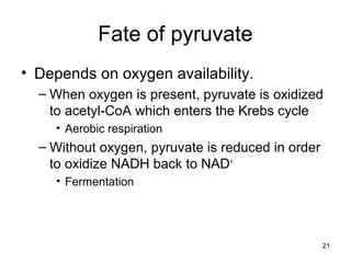 21
Fate of pyruvate
• Depends on oxygen availability.
– When oxygen is present, pyruvate is oxidized
to acetyl-CoA which enters the Krebs cycle
• Aerobic respiration
– Without oxygen, pyruvate is reduced in order
to oxidize NADH back to NAD+
• Fermentation
 