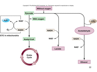 22
Copyright © The McGraw-Hill Companies, Inc. Permission required for reproduction or display.
Without oxygen
NAD+
O2 NADH
ETC in mitochondria
Acetyl-CoA
Ethanol
NAD+
CO2
NAD+
H2O
Lactate
Pyruvate
AcetaldehydeNADH
NADH
With oxygen
Krebs
Cycle
 