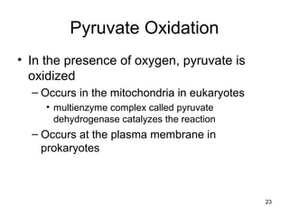 23
Pyruvate Oxidation
• In the presence of oxygen, pyruvate is
oxidized
– Occurs in the mitochondria in eukaryotes
• multienzyme complex called pyruvate
dehydrogenase catalyzes the reaction
– Occurs at the plasma membrane in
prokaryotes
 