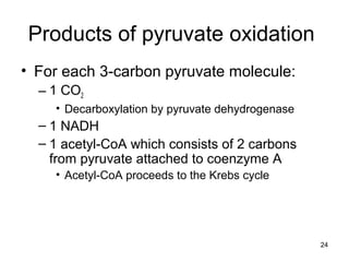 24
• For each 3-carbon pyruvate molecule:
– 1 CO2
• Decarboxylation by pyruvate dehydrogenase
– 1 NADH
– 1 acetyl-CoA which consists of 2 carbons
from pyruvate attached to coenzyme A
• Acetyl-CoA proceeds to the Krebs cycle
Products of pyruvate oxidation
 