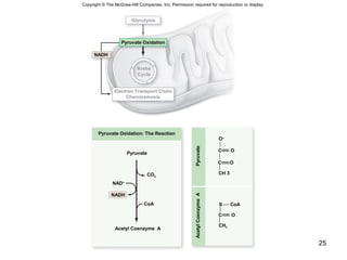 25
Copyright © The McGraw-Hill Companies, Inc. Permission required for reproduction or display.
Glycolysis
Pyruvate Oxidation
NADH
Krebs
Cycle
Electron Transport Chain
Chemiosmosis
Pyruvate Oxidation: The Reaction
NAD+
CO2
CoA
Acetyl Coenzyme A
Pyruvate
PyruvateAcetylCoenzymeA
O
CH 3
C
O–
C O

S CoA
CH3
OC 
NADH
 