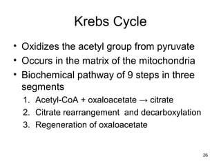 26
Krebs Cycle
• Oxidizes the acetyl group from pyruvate
• Occurs in the matrix of the mitochondria
• Biochemical pathway of 9 steps in three
segments
1. Acetyl-CoA + oxaloacetate → citrate
2. Citrate rearrangement and decarboxylation
3. Regeneration of oxaloacetate
 