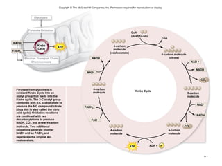 27
Copyright © The McGraw-Hill Companies, Inc. Permission required for reproduction or display.
CoA-
(Acetyl-CoA)
CoA
4-carbon
molecule
(oxaloacetate)
6-carbon molecule
(citrate)
NAD +
NADH
CO2
5-carbon
molecule
NAD+
NADH
CO2
4-carbon
molecule
ADP + P
Krebs Cycle
FAD
FADH2
4-carbon
molecule
NAD+
NADH
ATP
Glycolysis
Pyruvate Oxidation
Electron Transport Chain
Chemiosmosis
ATP
4-carbon
molecule
Pyruvate from glycolysis is
oxidized Krebs Cycle into an
acetyl group that feeds into the
Krebs cycle. The 2-C acetyl group
combines with 4-C oxaloacetate to
produce the 6-C compound citrate
(thus this is also called the citric
acid cycle). Oxidation reactions
are combined with two
decarboxylations to produce
NADH, CO2, and a new 4-carbon
molecule. Two additional
oxidations generate another
NADH and an FADH2 and
regenerate the original 4-C
oxaloacetate.
NADH
FADH2
Krebs
Cycle
 