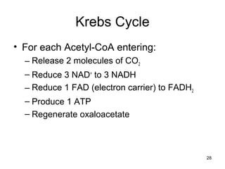 28
Krebs Cycle
• For each Acetyl-CoA entering:
– Release 2 molecules of CO2
– Reduce 3 NAD+
to 3 NADH
– Reduce 1 FAD (electron carrier) to FADH2
– Produce 1 ATP
– Regenerate oxaloacetate
 