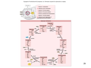 29
Copyright © The McGraw-Hill Companies, Inc. Permission required for reproduction or display.
Glycolysis
NADH
FADH2
Pyruvate Oxidation
ATP
Krebs Cycle: The Reactions
Citrate
synthetase
NAD+
NADH
H2O
NAD+
NADH
CO2
Isocitrate
dehydrogenase
Fumarase
CoA-SH
1
2
Aconitase
3
4
8
9
7
CoA-SH
NAD+
CO2
5
6
NADH
CoA-SH
GDP + Pi
Acetyl-CoA
═
CH3
— C— S
O CoA
—
Krebs
Cycle
Malate
dehydrogenase
α-Ketoglutarate
dehydrogenase
Succinyl-CoA
synthetase
GTP
ATP
ADP
Succinate
dehydrogenase
FADH2
8–9. Reactions 8 and 9: Regeneration of
oxaloacetate and the fourth oxidation
7. Reaction 7: The third oxidation
6. Reaction 6: Substrate-level phosphorylation
5. Reaction 5: The second oxidation
4. Reaction 4: The first oxidation
2–3. Reactions 2 and 3: Isomerization
1. Reaction 1: Condensation
Electron T ransport Chain
Chemiosmosis
Oxaloacetate (4C)
CH2
O ═ C
COO—
COO—
———
Citrate (6C)
HO—C—COO—
COO—
COO—
CH2
CH2
————
Isocitrate (6C)
HC—COO—
COO—
COO—
CH2
HO—CH
————
α-Ketoglutarate (5C)
CH2
COO—
COO—
CH2
C—O
————
Succinyl-CoA (4C)
CH2
COO—
S—CoA
CH2
C═ O
————
Succinate (4C)
COO—
CH2
COO—
CH2
———
Fumarate (4C)
HC
CH
═
COO—
COO—
——
Malate (4C)
HO— CH
COO—
CH2
COO—
———
FAD
 