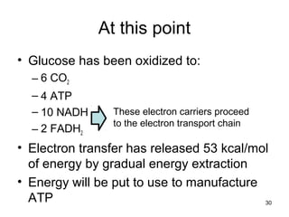 30
At this point
• Glucose has been oxidized to:
– 6 CO2
– 4 ATP
– 10 NADH
– 2 FADH2
• Electron transfer has released 53 kcal/mol
of energy by gradual energy extraction
• Energy will be put to use to manufacture
ATP
These electron carriers proceed
to the electron transport chain
 