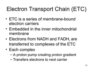31
Electron Transport Chain (ETC)
• ETC is a series of membrane-bound
electron carriers
• Embedded in the inner mitochondrial
membrane
• Electrons from NADH and FADH2 are
transferred to complexes of the ETC
• Each complex
– A proton pump creating proton gradient
– Transfers electrons to next carrier
 