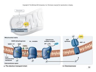 32
Copyright © The McGraw-Hill Companies, Inc. Permission required for reproduction or display.
Mitochondrial matrix
NADH + H+
ADP + Pi
H2O
H+
H+
2H+
+ 1/2O2
Glycolysis
Pyruvate Oxidation
2
Krebs
Cycle ATP
Electron Transport Chain
Chemiosmosis
NADH dehydrogenase bc1 complex
Cytochrome
oxidase complex
Inner
mitochondrial
membrane
Intermembrane space
a. The electron transport chain
ATP
synthase
b. Chemiosmosis
NAD+
Q
C
e–
FADH2
H+
H+
H+
H+
e–22 e–
22
ATP
FAD
 