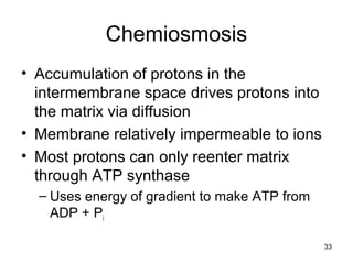 33
Chemiosmosis
• Accumulation of protons in the
intermembrane space drives protons into
the matrix via diffusion
• Membrane relatively impermeable to ions
• Most protons can only reenter matrix
through ATP synthase
– Uses energy of gradient to make ATP from
ADP + Pi
 