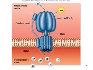 34
ADP + Pi
Catalytic head
Stalk
Rotor
H+
H+
Mitochondrial
matrix
Intermembrane
space
H+
H+
H+
H+
H+
ATP
Copyright © The McGraw-Hill Companies, Inc. Permission required for reproduction or display.
 