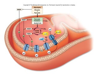 35
Copyright © The McGraw-Hill Companies, Inc. Permission required for reproduction or display.
H2O
CO2
CO2
H+
H+
2H+
+
1
/2O2
H+
e–
H+
32 ATP
Krebs
Cycle
2 ATP
NADH
NADH
FADH2
NADH
Pyruvate
Oxidation
Acetyl-CoA
e–
Q
C
e–
Glycolysis
Glucose
Pyruvate
 