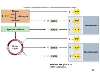 38
Chemiosmosis
Chemiosmosis
2 5
2 3
6 15
2
2
2 5NADH
NADH
NADH
Total net ATP yield = 32
(30 in eukaryotes)
ATP
ATP
ATP
ATP
ATP
ATP
Krebs
Cycle
Pyruvate oxidation
FADH2
Glycolysis2
Glucose
Pyruvate
ATP
Copyright © The McGraw-Hill Companies, Inc. Permission required for reproduction or display.
 