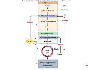 40
Glucose
Acetyl-CoA
Fructose 6-phosphate
Fructose 1,6-bisphosphate
Pyruvate
Pyruvate Oxidation
Krebs
Cycle
Electron Transport Chain
and
Chemiosmosis
Citrate
ATP
NADH
Inhibits
Inhibits
Inhibits
Phosphofructokinase
Pyruvate dehydrogenase
Glycolysis
Copyright © The McGraw-Hill Companies, Inc. Permission required for reproduction or display.
ADP
Activates
 