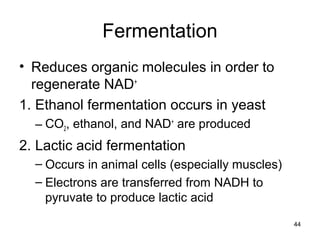44
Fermentation
• Reduces organic molecules in order to
regenerate NAD+
1. Ethanol fermentation occurs in yeast
– CO2, ethanol, and NAD+
are produced
2. Lactic acid fermentation
– Occurs in animal cells (especially muscles)
– Electrons are transferred from NADH to
pyruvate to produce lactic acid
 