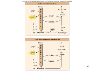 45
CO2
2 Acetaldehyde
2 ADP
2 Lactate
Alcohol Fermentation in Yeast
2 ADP
Lactic Acid Fermentation in Muscle Cells
2 NAD+
2 NAD+
2 NADH
2 NADH
2 ATP
2 ATP
C O
C O
O–
CH3
C O
H
CH3
C O
C O
CH3
O–
CH3
H C OH
C O
O–
H
2 Ethanol
H C OH
CH3
2 Pyruvate
2 Pyruvate
Glucose
Glucose
G
L
Y
C
O
L
Y
S
I
S
G
L
Y
C
O
L
Y
S
I
S
Copyright © The McGraw-Hill Companies, Inc. Permission required for reproduction or display.
 