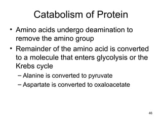 46
Catabolism of Protein
• Amino acids undergo deamination to
remove the amino group
• Remainder of the amino acid is converted
to a molecule that enters glycolysis or the
Krebs cycle
– Alanine is converted to pyruvate
– Aspartate is converted to oxaloacetate
 