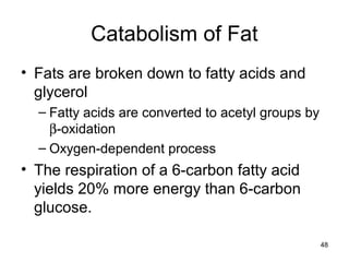 48
Catabolism of Fat
• Fats are broken down to fatty acids and
glycerol
– Fatty acids are converted to acetyl groups by
β-oxidation
– Oxygen-dependent process
• The respiration of a 6-carbon fatty acid
yields 20% more energy than 6-carbon
glucose.
 