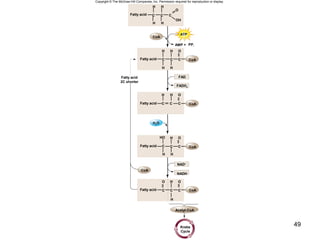49
Copyright © The McGraw-Hill Companies, Inc. Permission required for reproduction or display.
CoA
Fatty acid
OO
—C —C —C —
═
H
H
—
═
—
ATP
NADH
H2O
Krebs
Cycle
PPiAMP +
FADH2
Fatty acid
2C shorter
CoA
CoA
Fatty acid
OH
H
—C —C—C—
——
H
H
—
═
—
Fatty acid
OH
O
H
H
—C —C— C
═
—
——
H
H
——
CoA
FAD
Fatty acid
OH
—C ═ C —C —
—
H
—
═
CoA
Fatty acid
OHO
H
—C —C —C —
——
H
H
—
═
—
CoA
NAD+
Acetyl-CoA
 